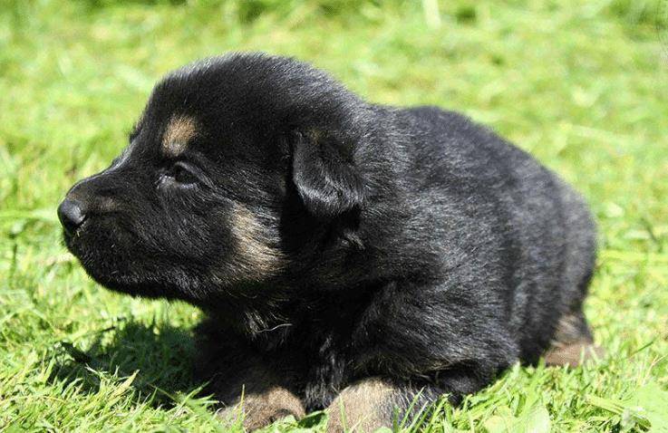 错误|饲养幼犬时，主人不要犯这6大错误，对它太伤了！