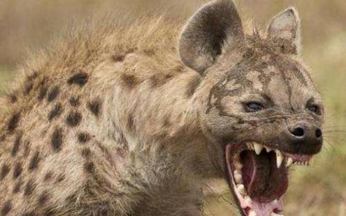 动物凶猛排名_凶猛动物图片