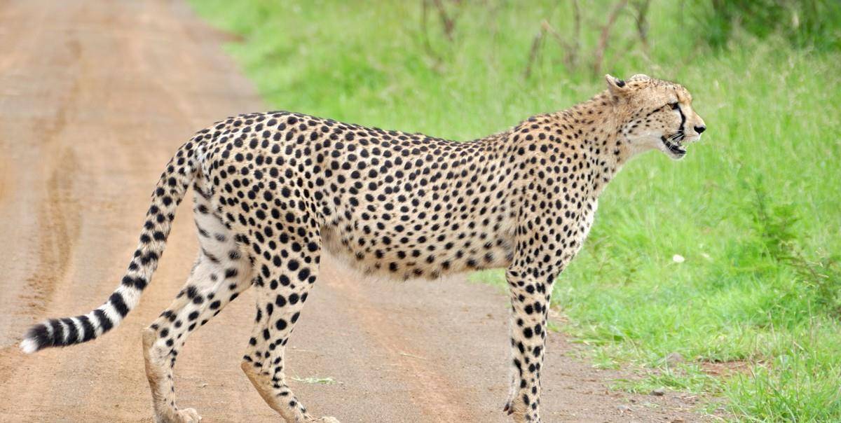 猎豹排名_猎豹简笔画