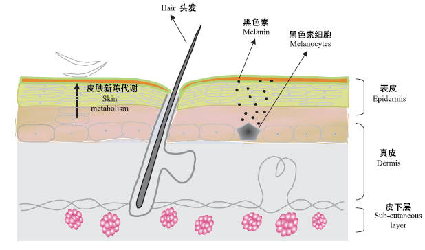 防护|精致女人精品| 斑点降颜值，夏季防护做起来！-----北城老师