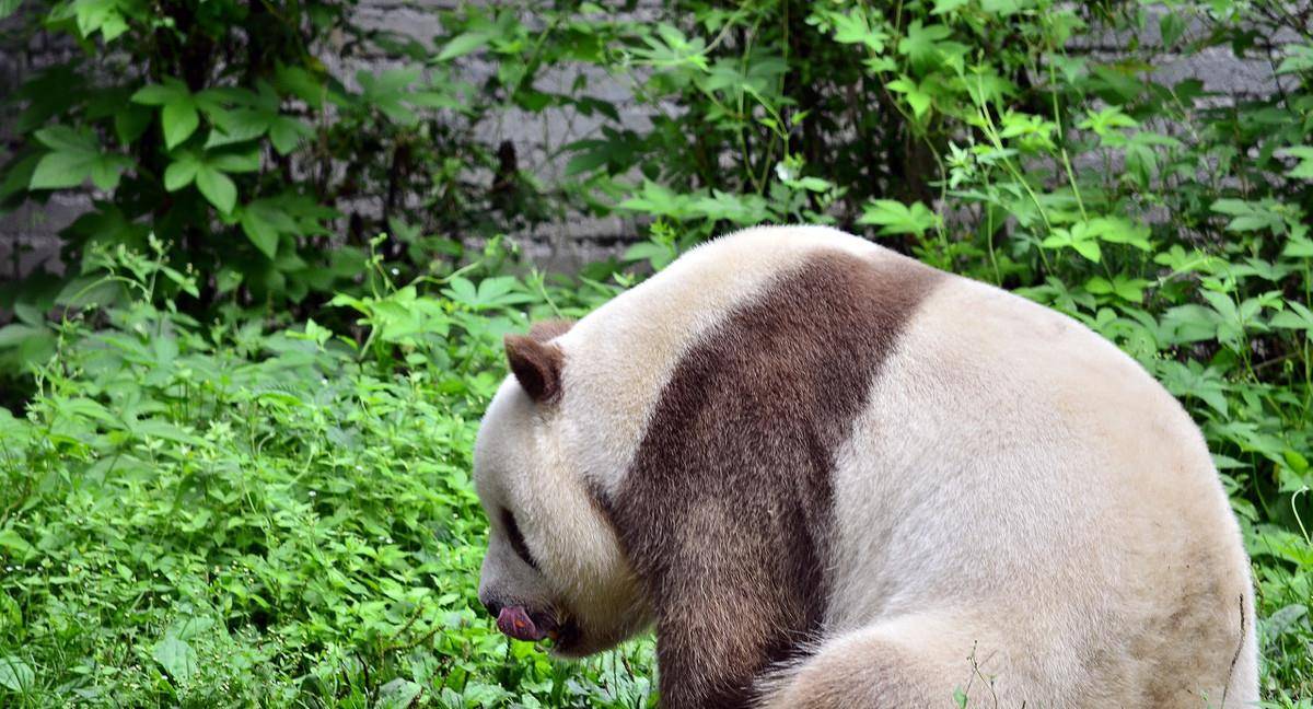 秦岭游玩碰见大熊猫怎么办，这些驴友的操作亮了，最后2个太搞笑