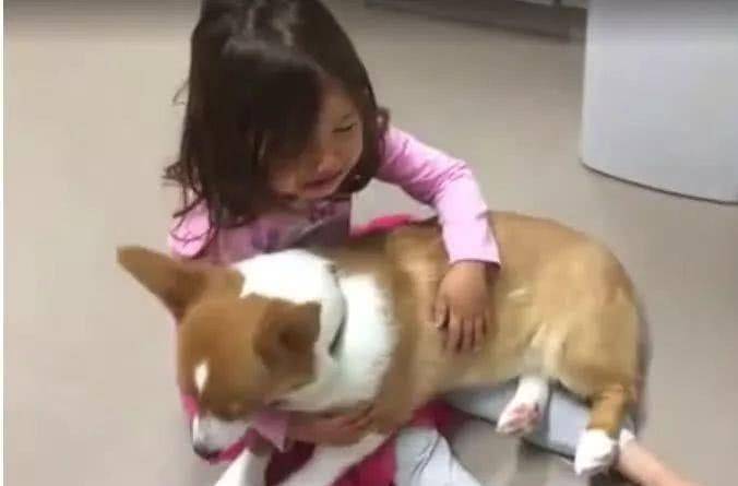 举动|小主人被教训后嚎啕大哭，小柯基的安慰方式令人暖心！