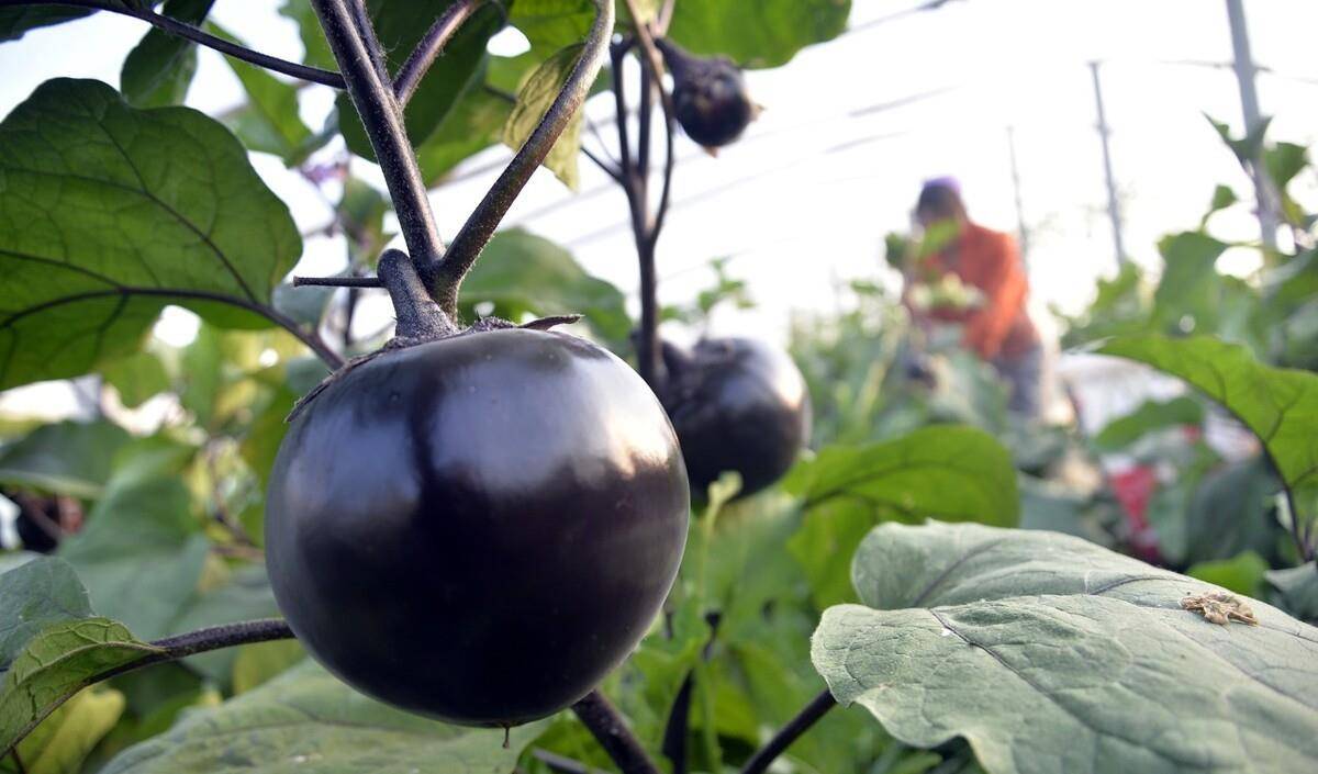 南方什么时候种西红柿 f7d11efc51ff4b2a88c9c66fec3e012e.jpeg