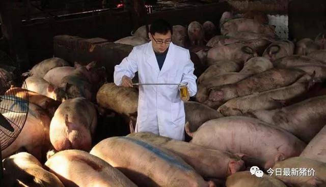猪体温下降如何救治?这位老兽医给出了这套方案