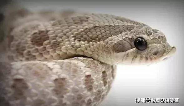 最可爱的毒蛇 猪鼻蛇本想装死躲避强敌 却成人类的卖萌宠物蛇 攻击