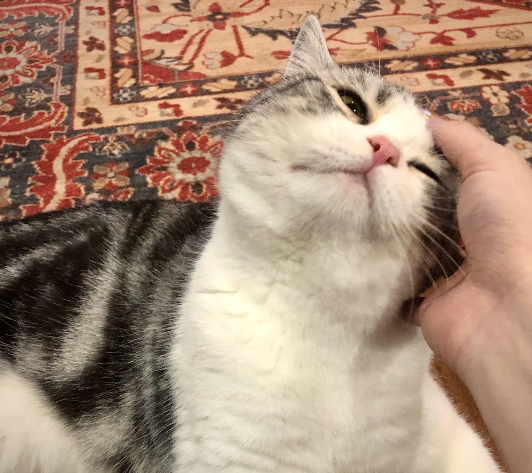 动画片|起司猫是什么品种呢？美国短毛猫都叫起司吗？