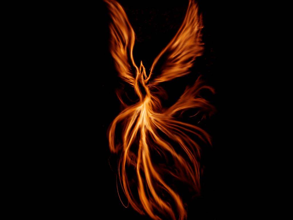 还有两条细长分叉的尾巴,就连飞行时的样子都和传说中的凤凰非