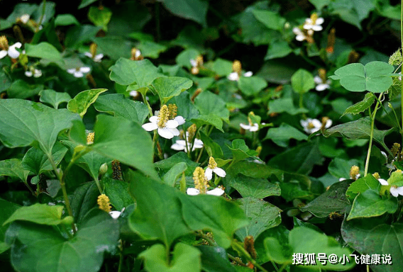 乡下常见的野草 是天然 植物抗生素 城里人花钱买不到 鱼腥草