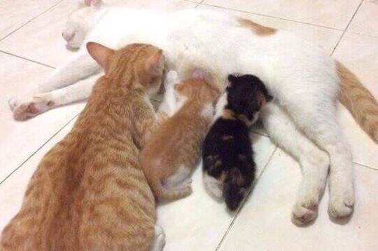 如何夸小猫 a0dbf6467ef0481d8e612de0a3d8c174.jpeg