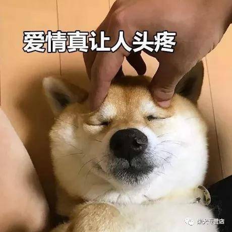 宠物|柴犬挑食怎么办？