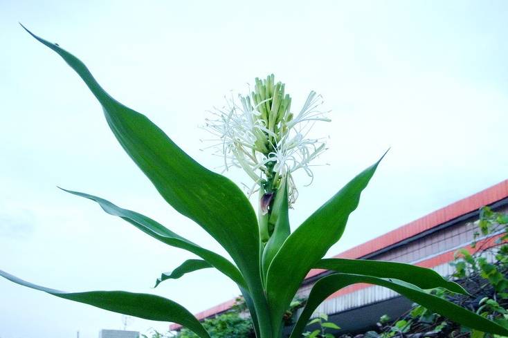 富贵竹几年能开花 3c53469d7bab40fd8cc15317df89e36f.jpeg