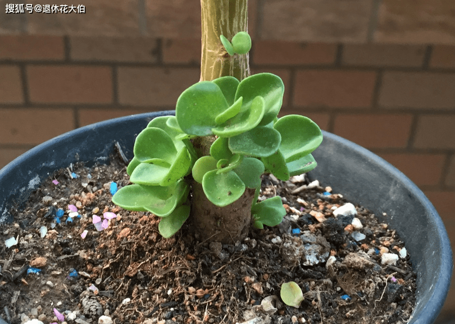 多肉植物金钱木盆栽的养殖方法 土壤 多肉植物金钱木盆栽的养殖方法 土壤