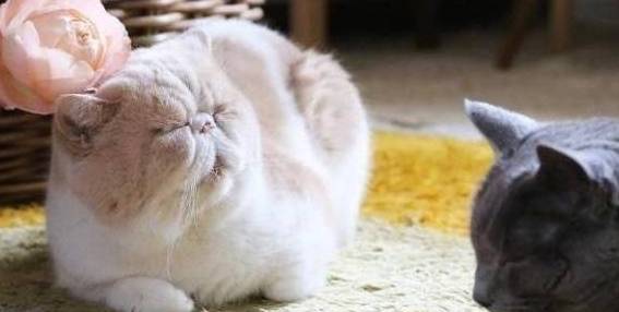 猫咪|宠主说自家的加菲猫整日一副忧郁脸,本来不信,直到看到猫咪后