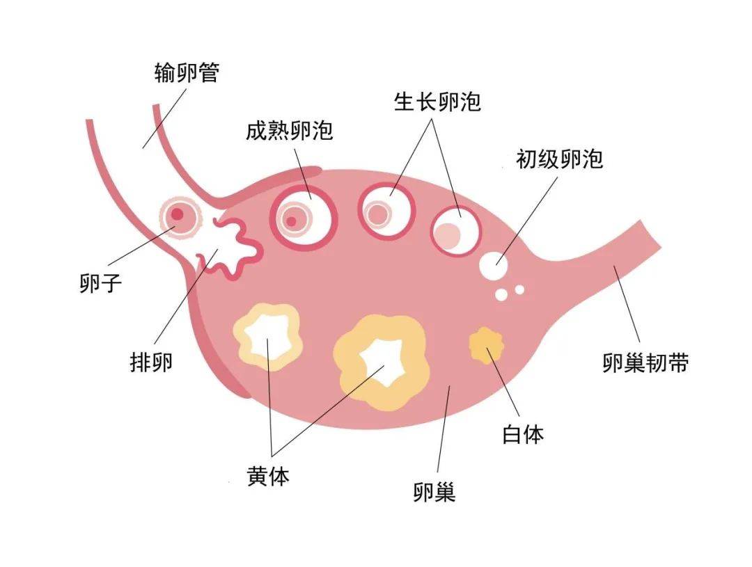 经血产生的过程图图片