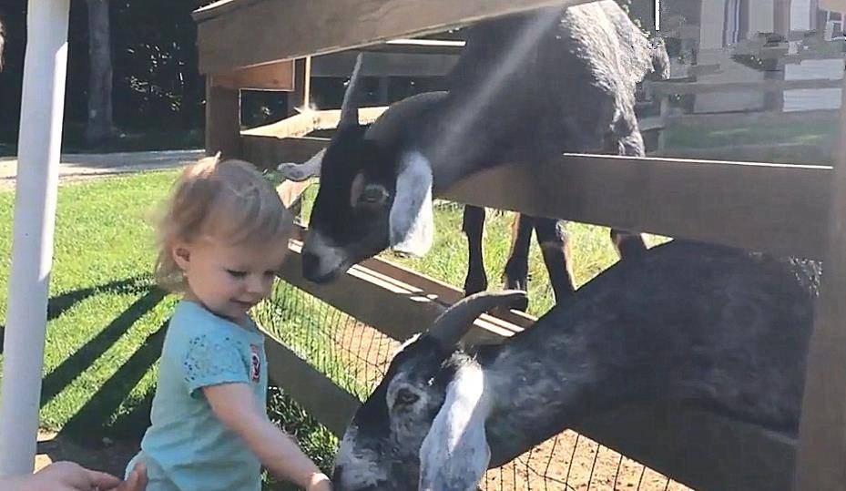 爸爸带女儿户外游玩，第一次尝试喂山羊，却惨遭山羊“毒手”