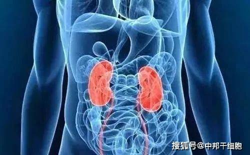 症状|干细胞修复尿毒症，教你如何正确保护肾！