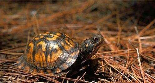 乌龟怎么分别是陆龟还是海龟 34dbc11d122b4933a6aba3db2da8d6b5.jpeg