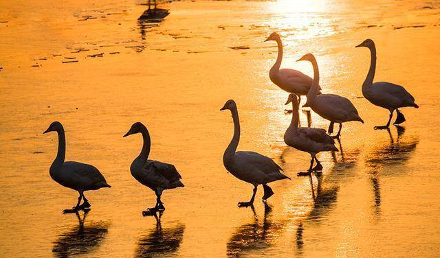 白天鹅为啥这么喜欢三门峡黄河湿地，寒冬来栖息，漫步冰湖迎朝阳