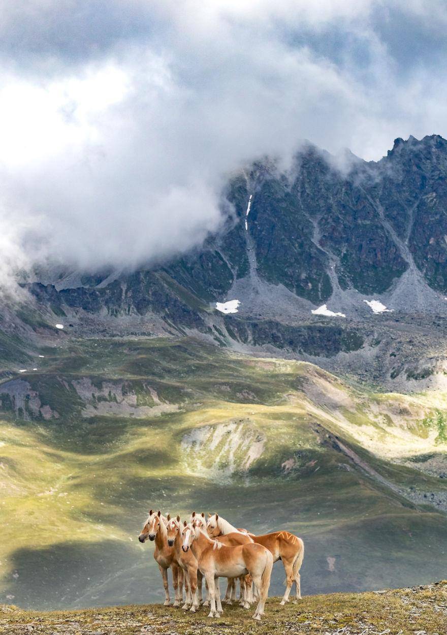 阿尔卑斯山的马
