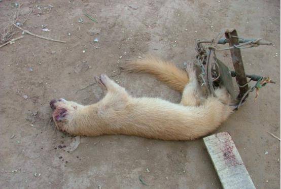 什么动物能打败黄鼠狼 5107589c87f14622848a4f03d99d90b0.jpeg