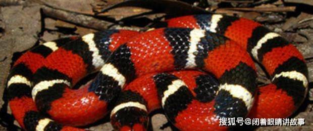 蛇是靠什么捕食的 52c228bd27f5457fb88fb565d6f2b24c.jpeg