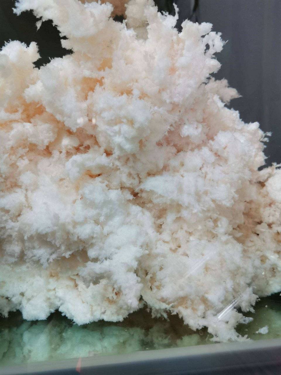 假石太岁泛滥成灾对人体伤害巨大