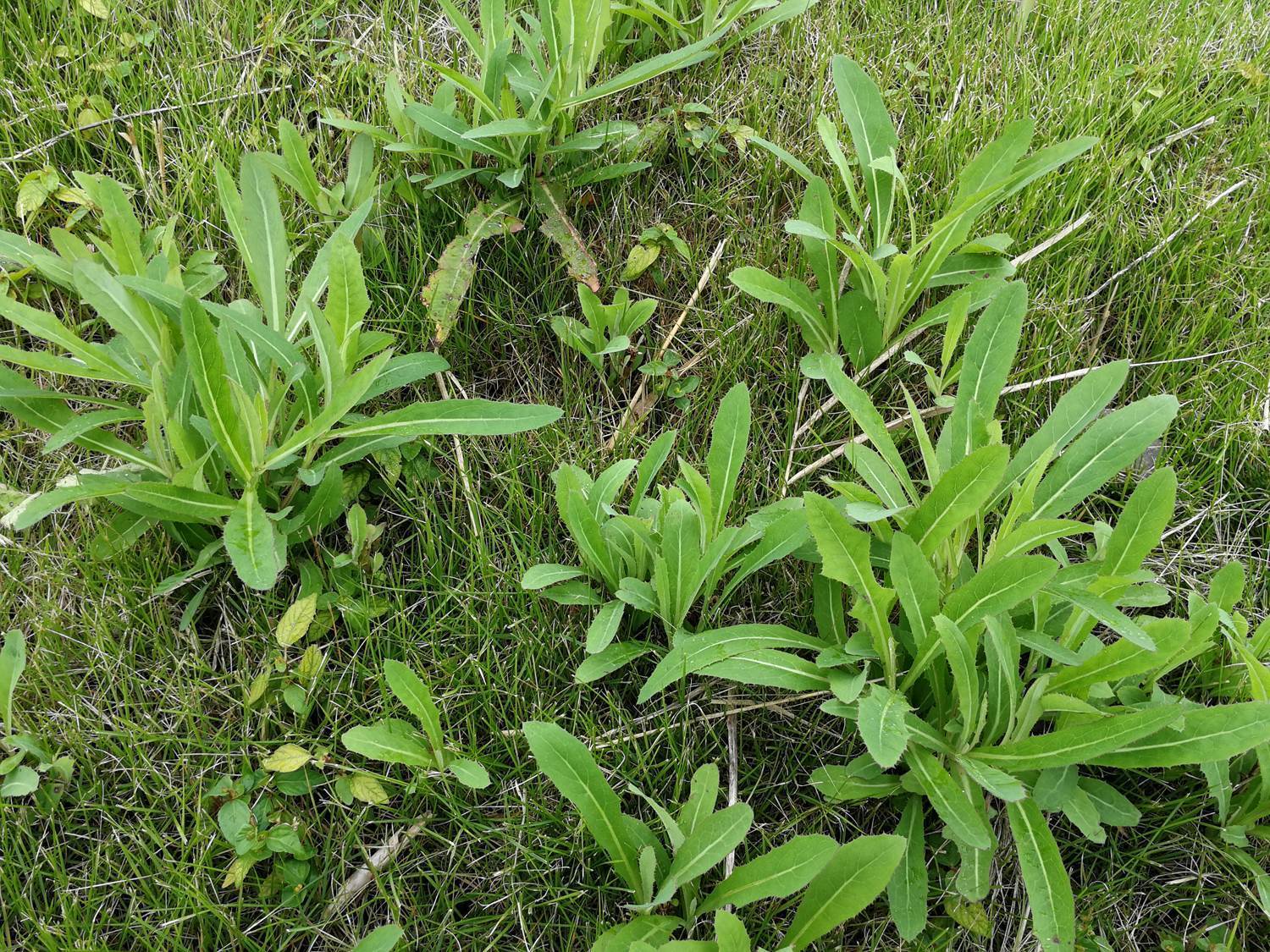 初春時生苗,莖中空,折斷時會流出白汁,開黃花和野菊相似,其種子附生