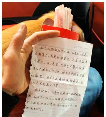 观点评论|公园箱子里有只柯基，以为是被遗弃，拆开里面的红包后，落泪了