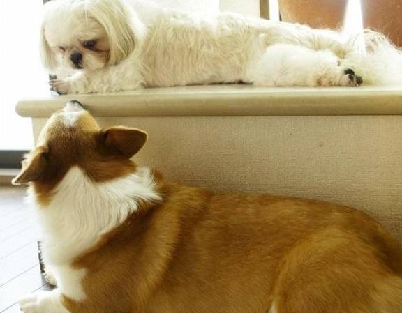 肠胃|原来这才是柯基“断尾”的原因，你会让它断尾吗？