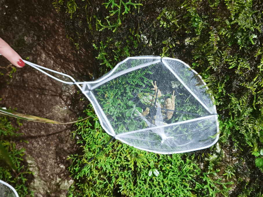 國王獨家生態科考營回顧昆蟲燈光誘捕實戰