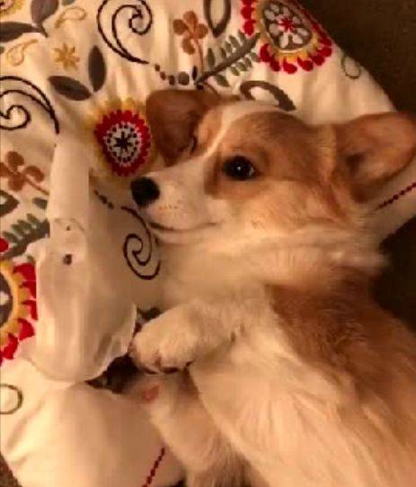 宠物|柯基学会了敷面膜，头一伸爪子一扶就搞掂，精致汪！