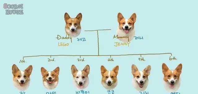 阿泽西|韩国小哥舍弃终身大事，只为养8只柯基！谁能拒绝它们的魅力？