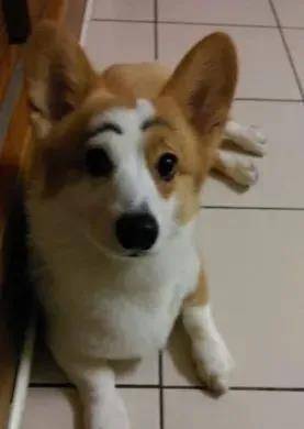 皮发毛|饲主叫不醒7岁柯基,担忧到赶快用手戳醒它