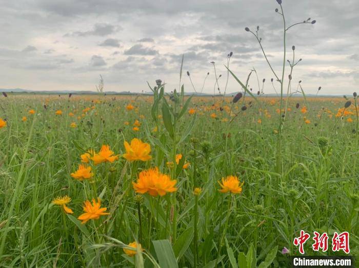 内蒙古金莲川草原花正开最美时节邀客共赏 正蓝旗 全网搜
