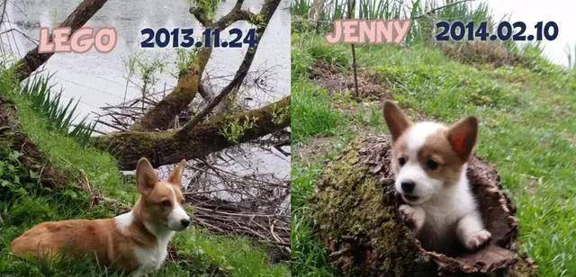 阿泽西|韩国小哥舍弃终身大事，只为养8只柯基！谁能拒绝它们的魅力？