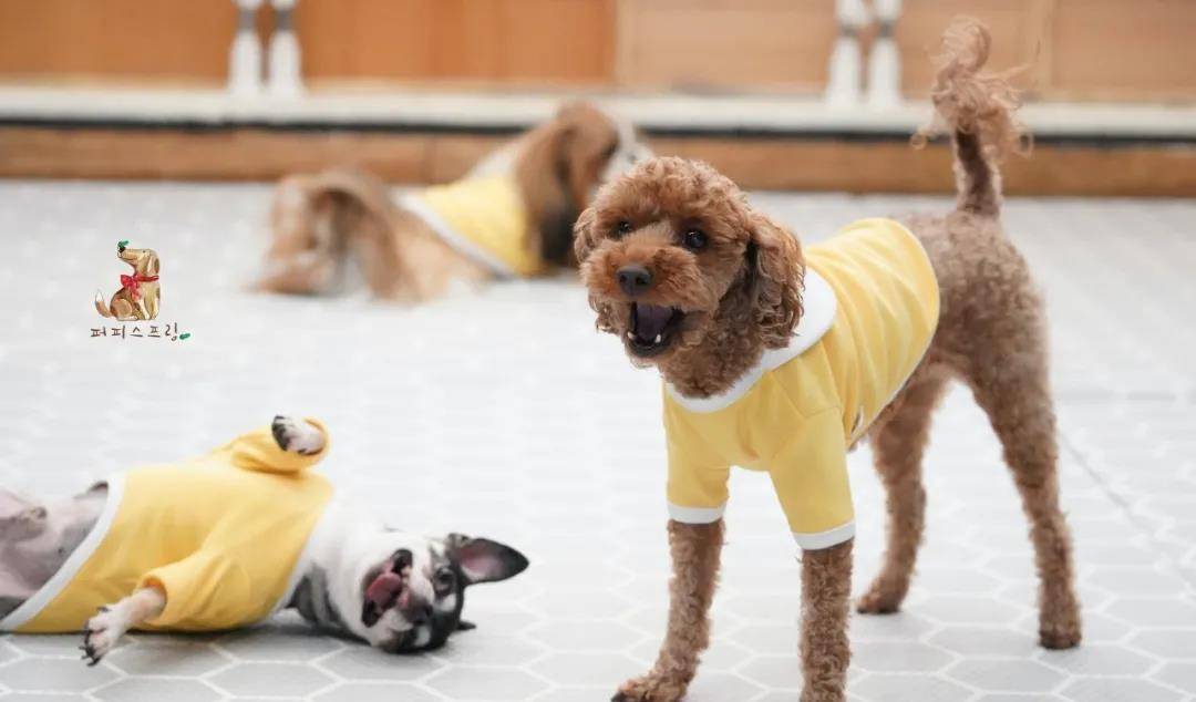 活动|韩国宠物幼儿园开学，狗狗们的新校服萌翻了！还有专属书包口水巾