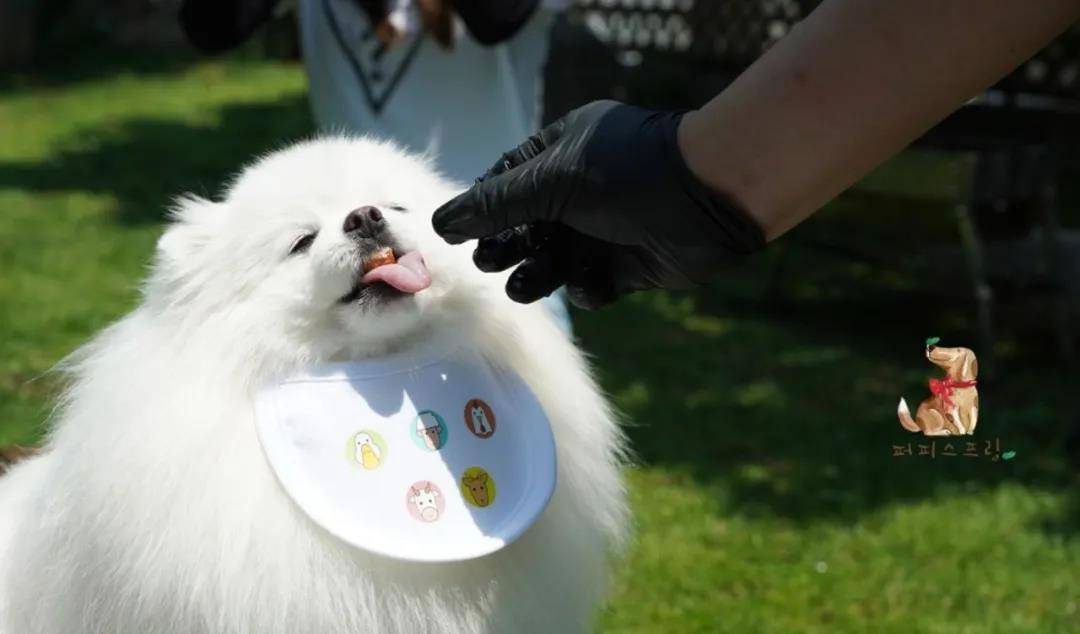 活动|韩国宠物幼儿园开学，狗狗们的新校服萌翻了！还有专属书包口水巾