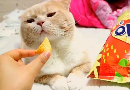 猫咪|拿着小脆脆在猫咪面前晃，猫咪一脸鄙视，到底给不给！