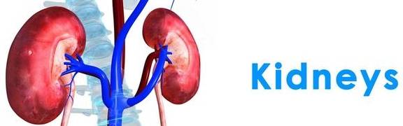 肾脏|肾小球肾炎是怎么引发的？3个源头！不想加重肾炎，遵守4个饮食禁令