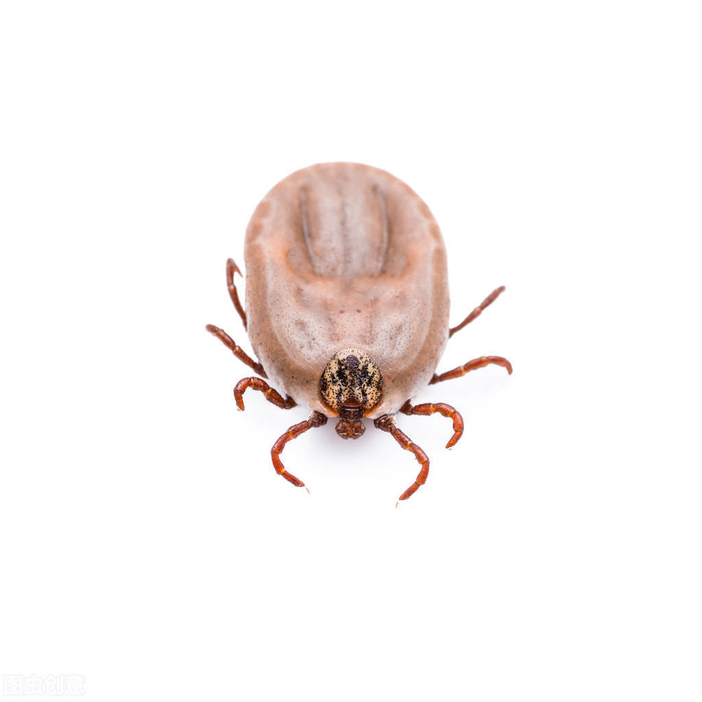 宠物猫咪身上有虫子好像是跳蚤,怎么办