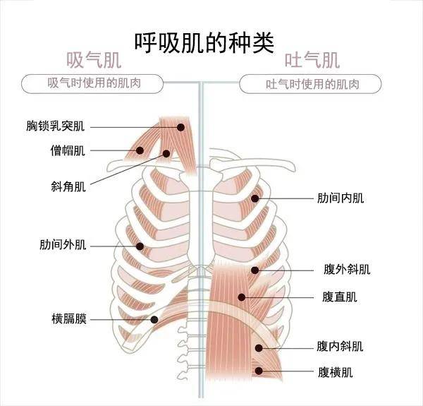 年纪大了呼吸累 小心呛咳 推荐这套老年人 呼吸力锻炼操 在家轻松练习 肺部