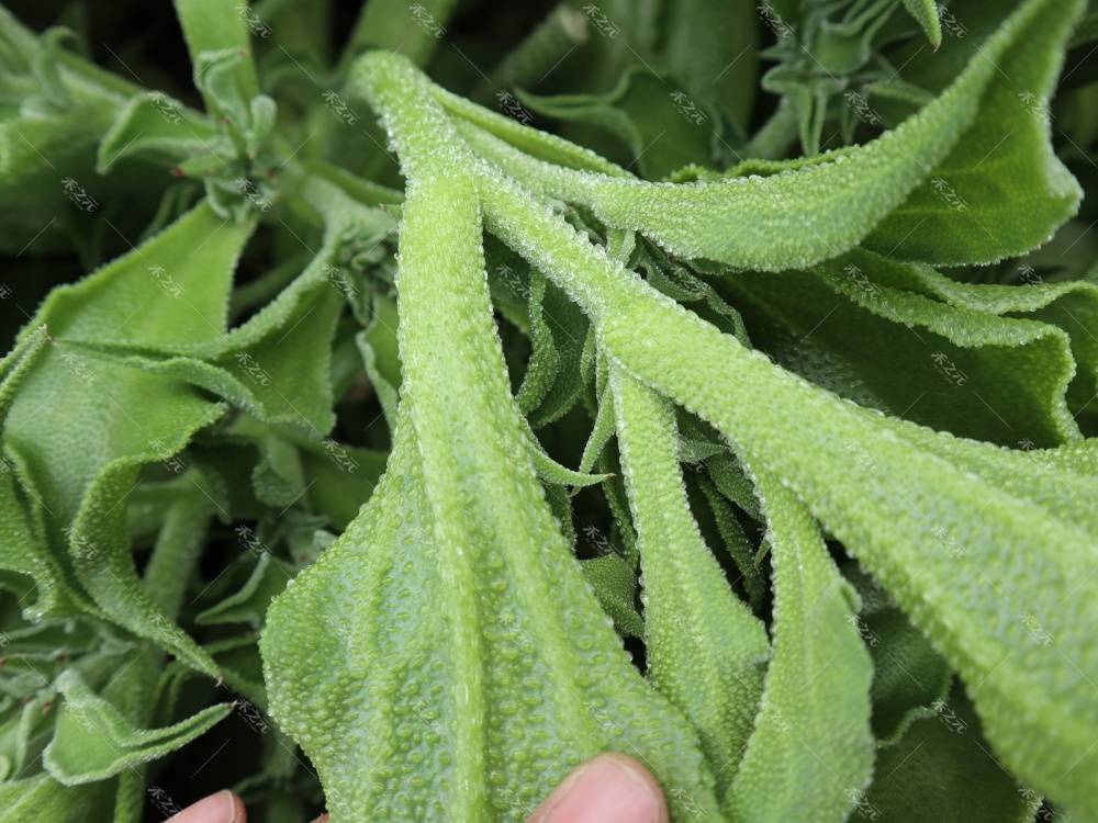 又一外来植物走红我国枝叶带冰晶自带咸味冰冰凉凉成网红菜
