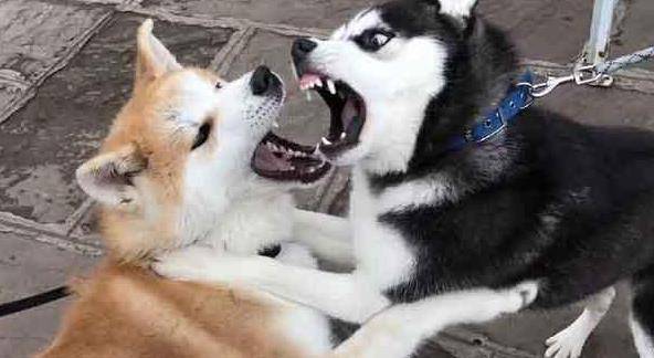 羊奶|狗狗这几种反应，都说明它“吃醋了”