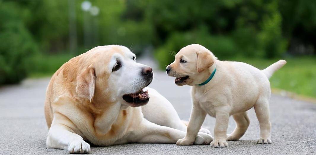 怎么看小狗狗年龄 3836d7703fc14b19a5f599f64bf8b901.jpeg