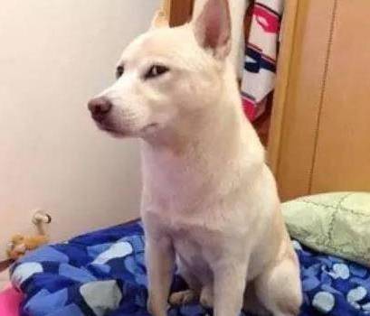 羊奶|狗狗这几种反应，都说明它“吃醋了”