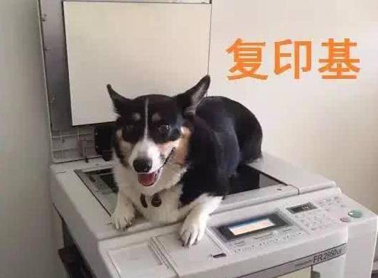 什么|当你养了柯基时，等于拥有了挖掘基、战斗基、老司基等8只基