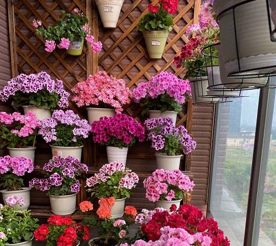垂吊型天竺葵阳台 783f3b6c9f5a4a2cb297fba42f9c3ff0.jpeg