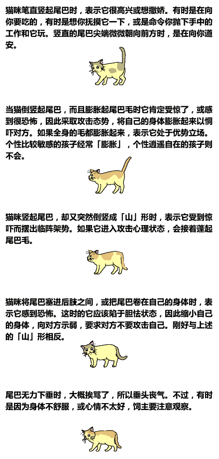 猫为什么要摇尾巴?15种信号你知道几个?