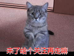 时间|柯基的睡觉位置，暴露了你的重要程度，别不相信