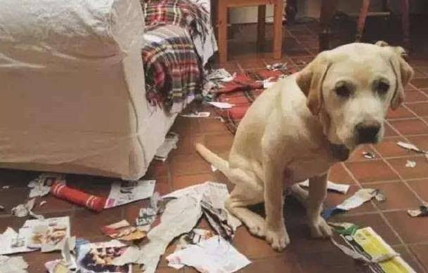 羊奶|狗狗这几种反应，都说明它“吃醋了”